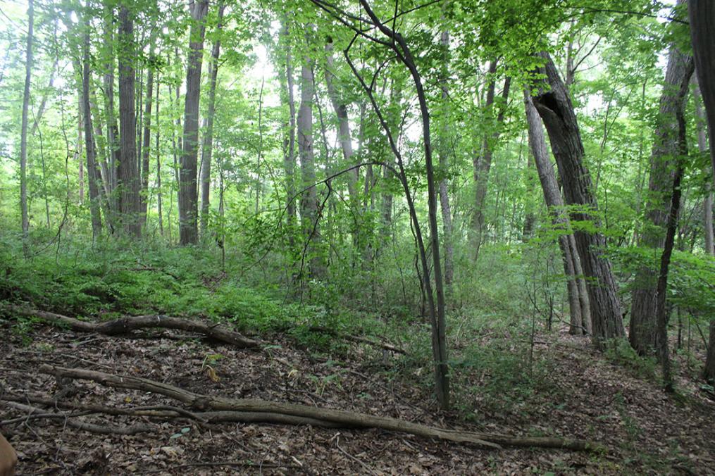 Senior Dan Lazzaro used a Field Period® opportunity to create a cross-country trail for the Penn Yan Academy cross-country team. Above is where a future trail will be cleared for the Penn Yan Academy cross-country team.