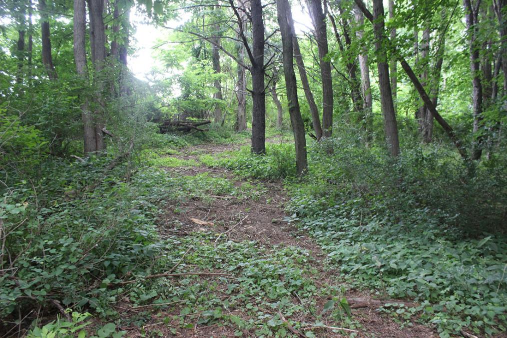 A trail senior Dan Lazzaro cleared during his Field Period® at the Yates County Community Center. The trail is part of the cross-country course Dan created for the Penn Yan Academy cross-country team.